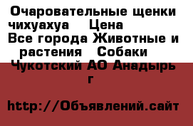 Очаровательные щенки чихуахуа  › Цена ­ 25 000 - Все города Животные и растения » Собаки   . Чукотский АО,Анадырь г.
